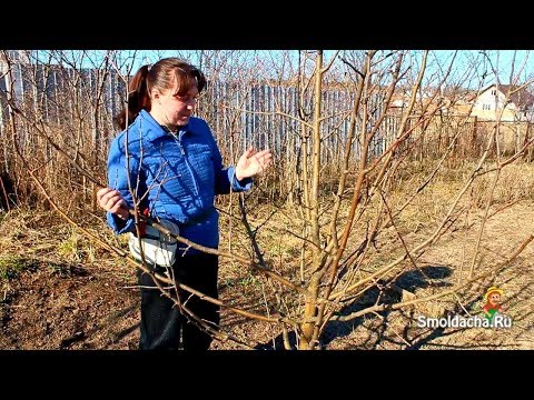 How to prune apple trees in spring: timing and patterns for old and young trees