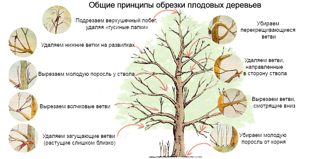 How to prune apple trees in spring: timing and patterns for old and young trees