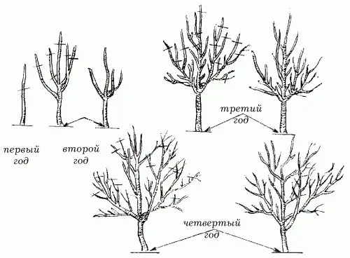 How to prune apple trees in spring: timing and patterns for old and young trees