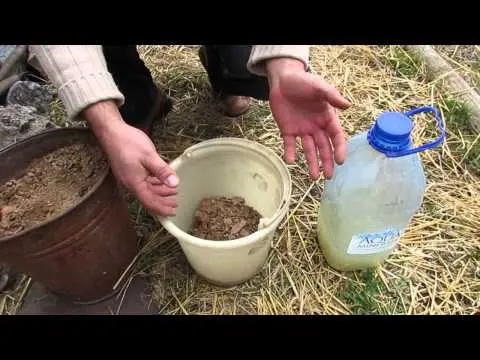 How to prune apple trees in spring: timing and patterns for old and young trees