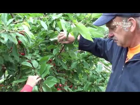 How to prune cherries in spring and summer