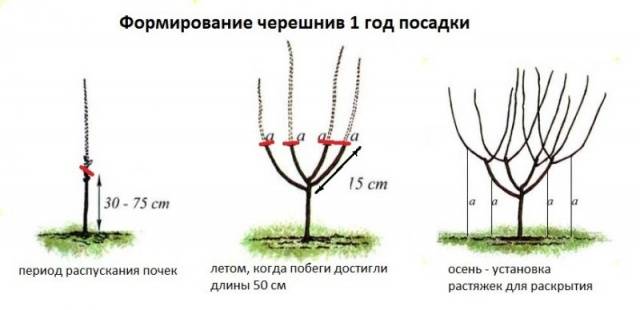 How to prune cherries in spring and summer