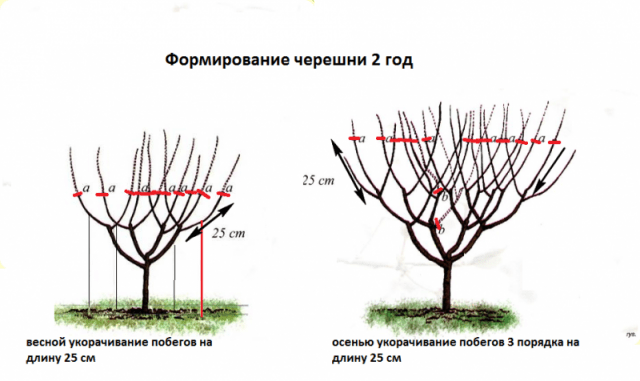 How to prune cherries in spring and summer