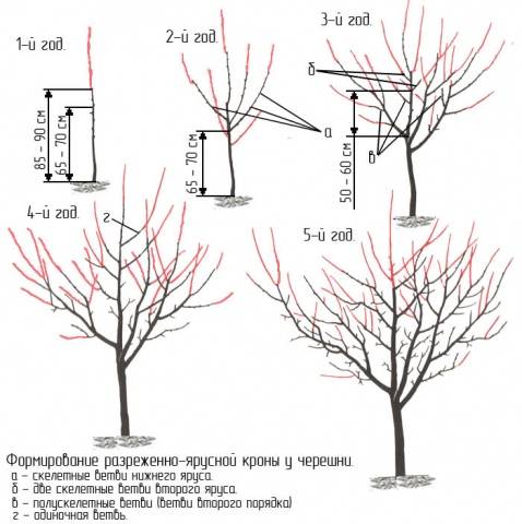 How to prune cherries in spring and summer