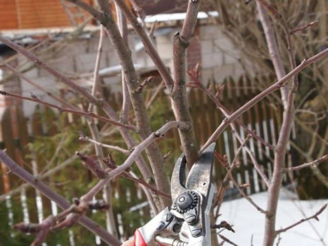 How to prune cherries in spring and summer