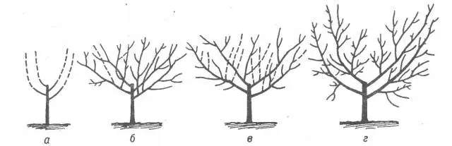 How to prune cherries in spring and summer