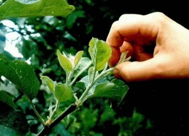 How to prune cherries in spring and summer