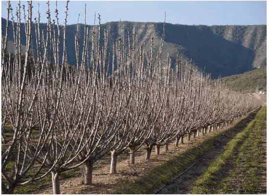 How to prune cherries in spring and summer