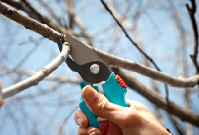 How to prune cherries in spring for beginners: video, diagrams, timing, rules for pruning and crown formation