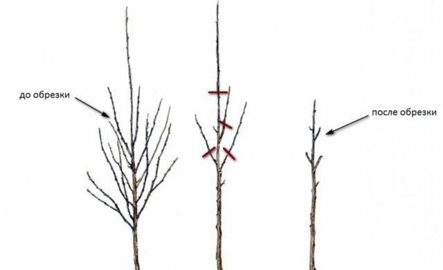 How to prune cherries in spring for beginners: video, diagrams, timing, rules for pruning and crown formation