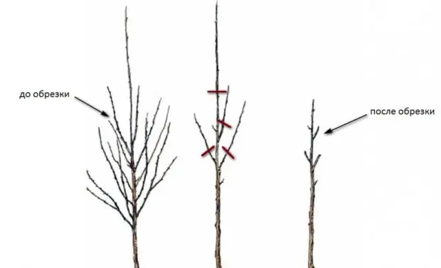 How to prune cherries in spring for beginners: video, diagrams, timing, rules for pruning and crown formation