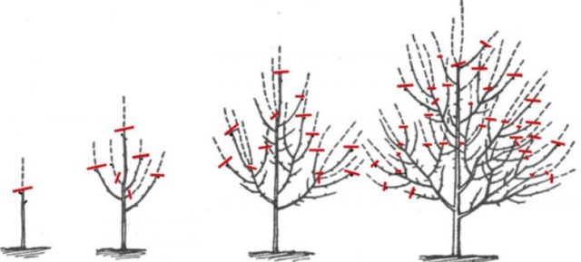 How to prune cherries in spring for beginners: video, diagrams, timing ...