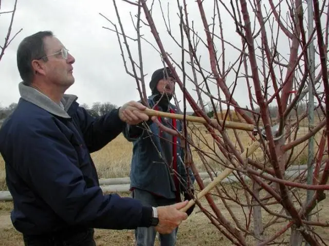 How to prune cherries in spring for beginners: video, diagrams, timing, rules for pruning and crown formation