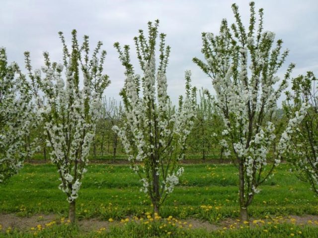 How to prune cherries in spring for beginners: video, diagrams, timing, rules for pruning and crown formation