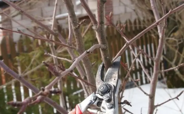 How to prune cherries in spring for beginners: video, diagrams, timing, rules for pruning and crown formation