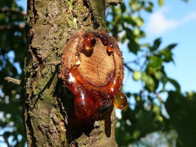 How to prune cherries in spring for beginners: video, diagrams, timing, rules for pruning and crown formation