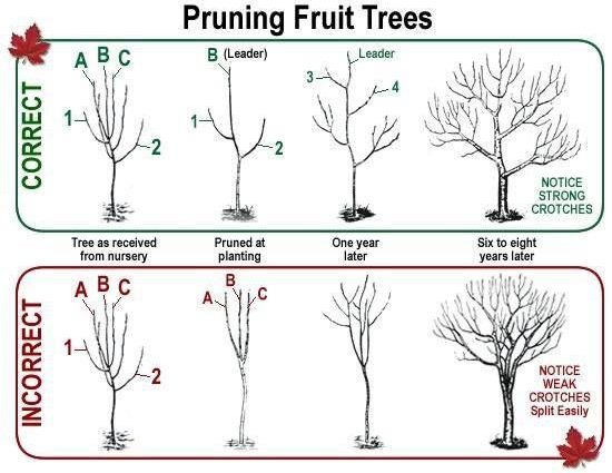 how-to-prune-dwarf-apple-trees-instructions-with-photos-healthy-food