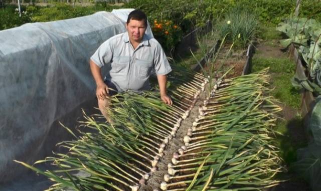 How to prune garlic for winter storage 