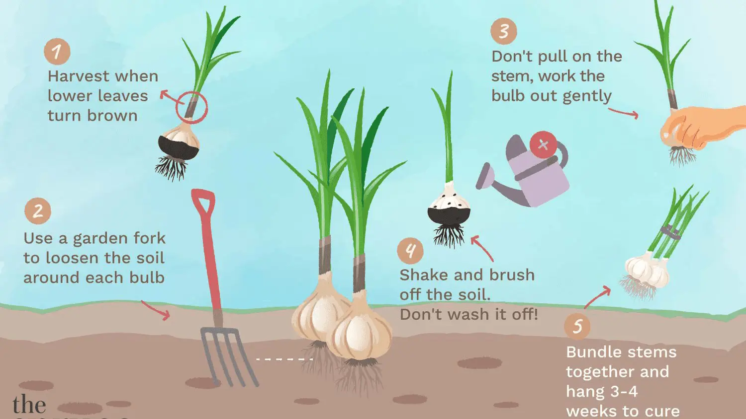 How to prune garlic for winter storage 