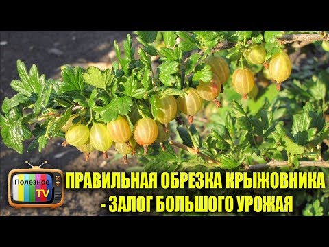 How to prune gooseberries in spring: video, diagrams, rules for the formation of bushes