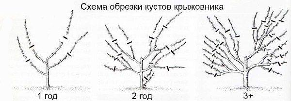 How to prune gooseberries in spring: video, diagrams, rules for the formation of bushes