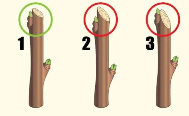 How to prune gooseberries in spring: video, diagrams, rules for the formation of bushes