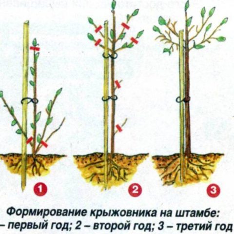 How to prune gooseberries in spring: video, diagrams, rules for the formation of bushes