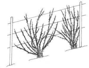 How to prune gooseberries in spring: video, diagrams, rules for the formation of bushes