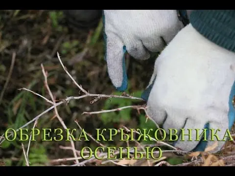 How to prune gooseberries in spring: video, diagrams, rules for the formation of bushes