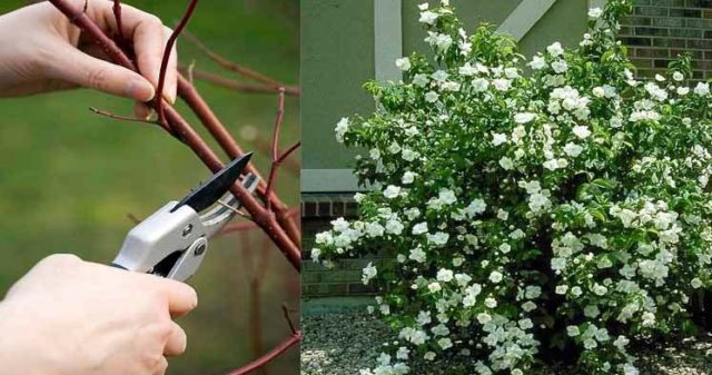 How to prune mock orange (garden jasmine) in the spring, after flowering: timing, diagrams, videos for beginners