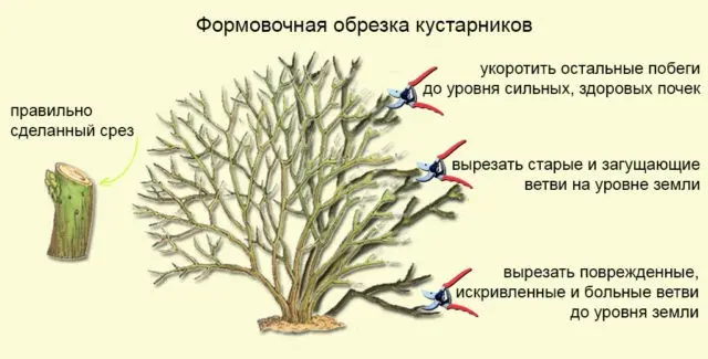 How to prune mock orange (garden jasmine) in the spring, after flowering: timing, diagrams, videos for beginners