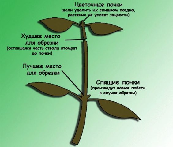 How to prune mock orange (garden jasmine) in the spring, after flowering: timing, diagrams, videos for beginners