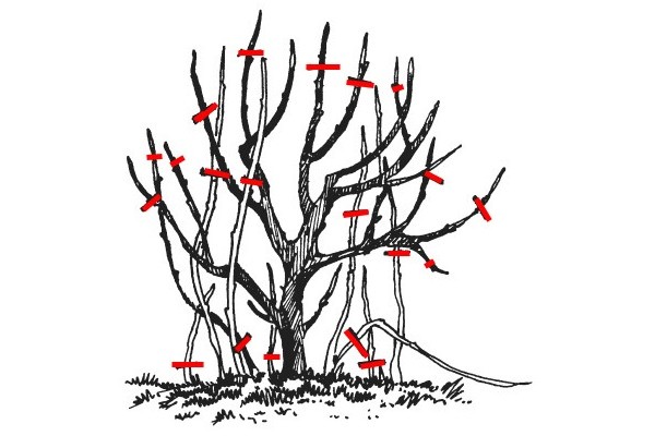 How to prune mock orange (garden jasmine) in the spring, after flowering: timing, diagrams, videos for beginners