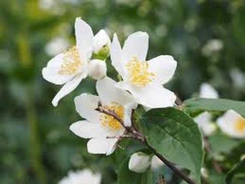 How to prune mock orange (garden jasmine) in the spring, after flowering: timing, diagrams, videos for beginners