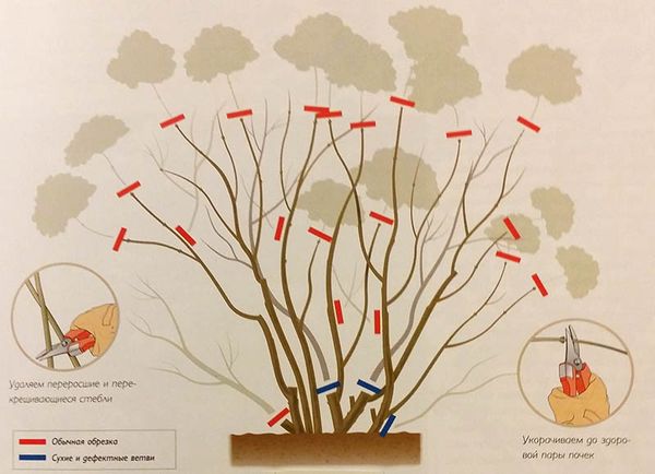 How to prune paniculate hydrangea in autumn: diagram and video for beginners