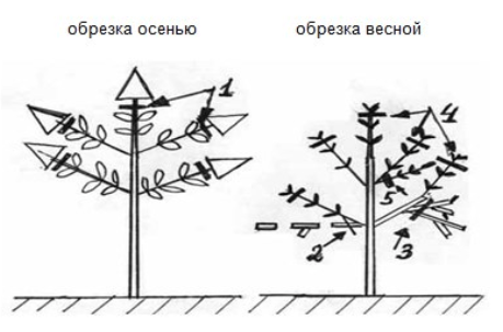 How to prune paniculate hydrangea in autumn: diagram and video for beginners