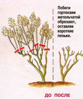 How to prune paniculate hydrangea in autumn: diagram and video for beginners