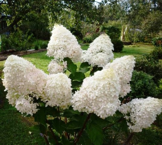 How to prune paniculate hydrangea in autumn: diagram and video for beginners