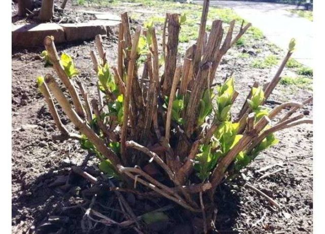 How to prune paniculate hydrangea in autumn: diagram and video for beginners