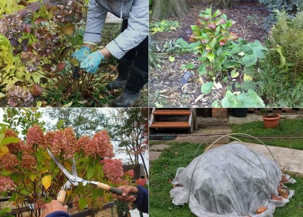 How to prune paniculate hydrangea in autumn: diagram and video for beginners