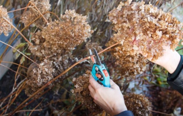 How to prune paniculate hydrangea in spring: diagram and video for beginners