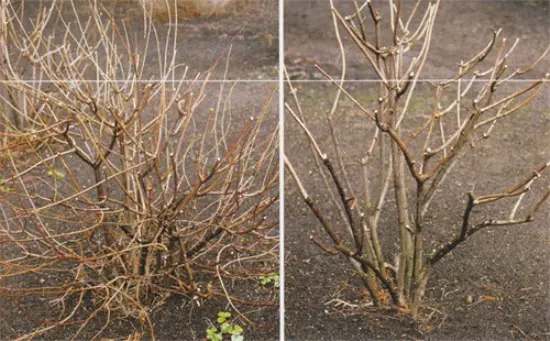 How to prune paniculate hydrangea in spring: diagram and video for beginners