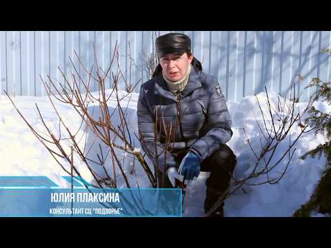 How to prune paniculate hydrangea in spring: diagram and video for beginners