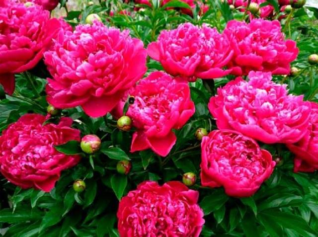 How to prune peonies in autumn – Healthy Food Near Me