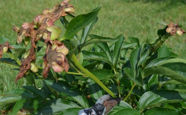 How to prune peonies in autumn