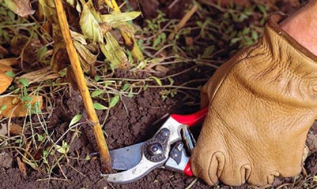 How to prune peonies in autumn