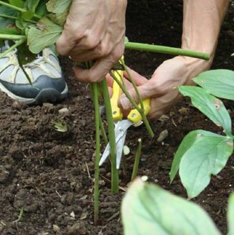 How to prune peonies in autumn