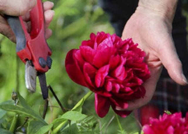 How to prune peonies in autumn