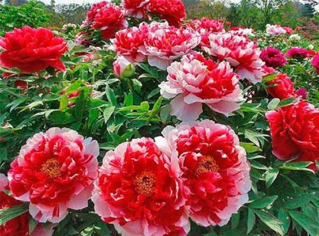 How to prune peonies in autumn