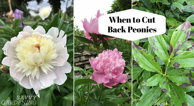 How to prune peonies in autumn